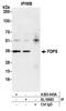 FPS antibody, A305-045A, Bethyl Labs, Immunoprecipitation image 