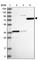 Sterile Alpha Motif Domain Containing 15 antibody, HPA030677, Atlas Antibodies, Western Blot image 
