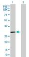 Enkurin, TRPC Channel Interacting Protein antibody, H00219670-B01P, Novus Biologicals, Western Blot image 