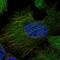 Centrosomal Protein 120 antibody, PA5-55985, Invitrogen Antibodies, Immunofluorescence image 