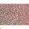 Chordin antibody, LS-C813818, Lifespan Biosciences, Immunohistochemistry paraffin image 