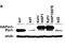 Peptidylprolyl Cis/Trans Isomerase, NIMA-Interacting 1 antibody, A00467, Boster Biological Technology, Western Blot image 