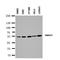 SMAD Family Member 1 antibody, orb137917, Biorbyt, Western Blot image 