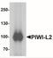Piwi Like RNA-Mediated Gene Silencing 2 antibody, NBP2-41143, Novus Biologicals, Western Blot image 