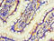 Interferon Alpha 4 antibody, A56959-100, Epigentek, Immunohistochemistry paraffin image 