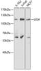 DNA Ligase 4 antibody, GTX55592, GeneTex, Western Blot image 