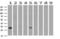 Syndecan Binding Protein antibody, LS-C787197, Lifespan Biosciences, Western Blot image 