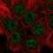Zinc finger protein SNAI3 antibody, HPA071127, Atlas Antibodies, Immunofluorescence image 