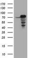 Coiled-Coil Domain Containing 93 antibody, TA800568S, Origene, Western Blot image 