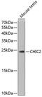 Cysteine-rich hydrophobic domain 2 protein antibody, GTX33094, GeneTex, Western Blot image 