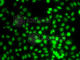 Lysine Methyltransferase 5A antibody, A7305, ABclonal Technology, Immunofluorescence image 