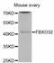 F-Box Protein 32 antibody, STJ113795, St John