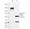 Ubiquitin C-Terminal Hydrolase L1 antibody, 33-222, ProSci, Immunofluorescence image 