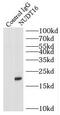 Nudix Hydrolase 16 antibody, FNab05901, FineTest, Immunoprecipitation image 