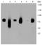 LDL Receptor Related Protein 1 antibody, NBP2-67286, Novus Biologicals, Western Blot image 