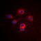 BCL2 Like 1 antibody, LS-C358427, Lifespan Biosciences, Immunofluorescence image 