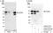 Poly(U)-binding-splicing factor PUF60 antibody, A302-818A, Bethyl Labs, Immunoprecipitation image 