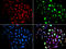 DNA repair protein RAD51 homolog 2 antibody, abx005281, Abbexa, Western Blot image 