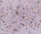 Histone Cluster 3 H3 antibody, orb153931, Biorbyt, Immunohistochemistry paraffin image 