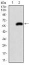 GSF antibody, MA5-17148, Invitrogen Antibodies, Western Blot image 