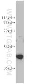 Phosphoglycerate kinase 2 antibody, 13686-1-AP, Proteintech Group, Western Blot image 