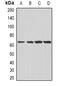 Macrophage Scavenger Receptor 1 antibody, abx225296, Abbexa, Western Blot image 