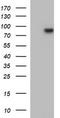 Methylmalonyl-CoA Mutase antibody, TA506883BM, Origene, Western Blot image 