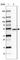 Protein Kinase CAMP-Dependent Type I Regulatory Subunit Alpha antibody, HPA049979, Atlas Antibodies, Western Blot image 