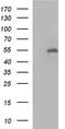 Fibrinogen Gamma Chain antibody, LS-C338390, Lifespan Biosciences, Western Blot image 