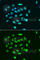 Histone Cluster 3 H3 antibody, A7255, ABclonal Technology, Immunofluorescence image 