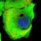 Lactate Dehydrogenase C antibody, NBP1-92065, Novus Biologicals, Immunofluorescence image 