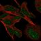 V-Set And Transmembrane Domain Containing 4 antibody, HPA017279, Atlas Antibodies, Immunocytochemistry image 
