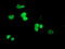 Peroxisome proliferator-activated receptor alpha antibody, TA503529, Origene, Immunofluorescence image 