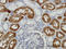 Formimidoyltransferase-cyclodeaminase antibody, LS-C133664, Lifespan Biosciences, Immunohistochemistry paraffin image 