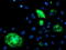 Dihydrofolate Reductase 2 antibody, LS-C786279, Lifespan Biosciences, Immunofluorescence image 