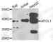 ApoL-I antibody, A7943, ABclonal Technology, Western Blot image 
