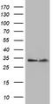 Exosome complex exonuclease RRP42 antibody, CF504243, Origene, Western Blot image 