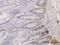 A-Kinase Anchoring Protein 17A antibody, H00008227-M02, Novus Biologicals, Immunohistochemistry paraffin image 