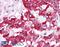 Membrane transport protein XK antibody, LS-B919, Lifespan Biosciences, Immunohistochemistry paraffin image 