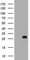 B-cell lymphoma/leukemia 10 antibody, CF800445, Origene, Western Blot image 