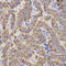 Glycoprotein IX Platelet antibody, LS-C334021, Lifespan Biosciences, Immunohistochemistry frozen image 