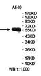Zinc finger protein 230 antibody, orb78408, Biorbyt, Western Blot image 