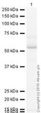 ATP Synthase F1 Subunit Beta antibody, ab5432, Abcam, Western Blot image 