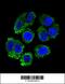 Arginyl-tRNA synthetase, cytoplasmic antibody, 55-620, ProSci, Immunofluorescence image 