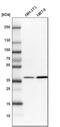 Eukaryotic translation initiation factor 3 subunit I antibody, HPA029940, Atlas Antibodies, Western Blot image 