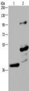 Growth arrest-specific protein 7 antibody, TA323843, Origene, Western Blot image 