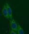 Cystathionine Gamma-Lyase antibody, FNab03335, FineTest, Immunofluorescence image 