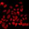 Structural Maintenance Of Chromosomes 1A antibody, orb412523, Biorbyt, Immunofluorescence image 