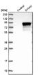 Synoviolin 1 antibody, HPA005480, Atlas Antibodies, Western Blot image 