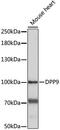 Dipeptidyl peptidase 9 antibody, LS-C750517, Lifespan Biosciences, Western Blot image 